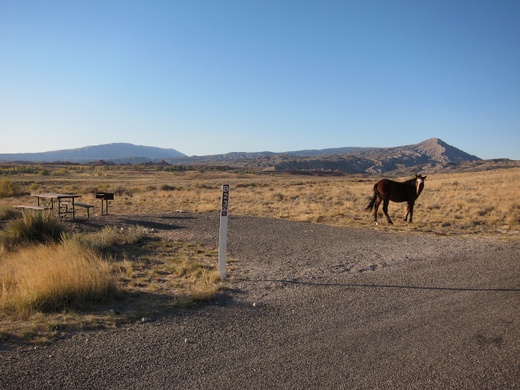 Ranchers Feed Livestock for Free in Public Campground
